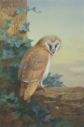Chouette effraie, 1916